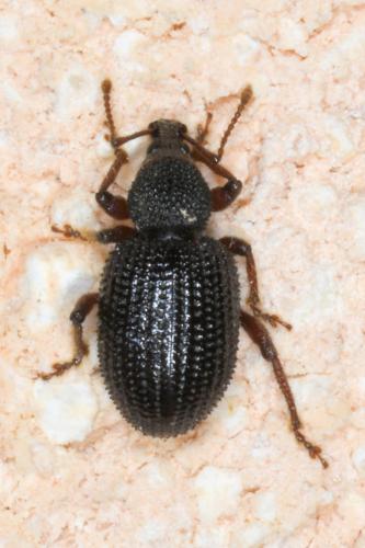 Otiorhynchus ligneus